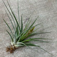 Load image into Gallery viewer, Fasciculata tropiflora 9-12&quot;
