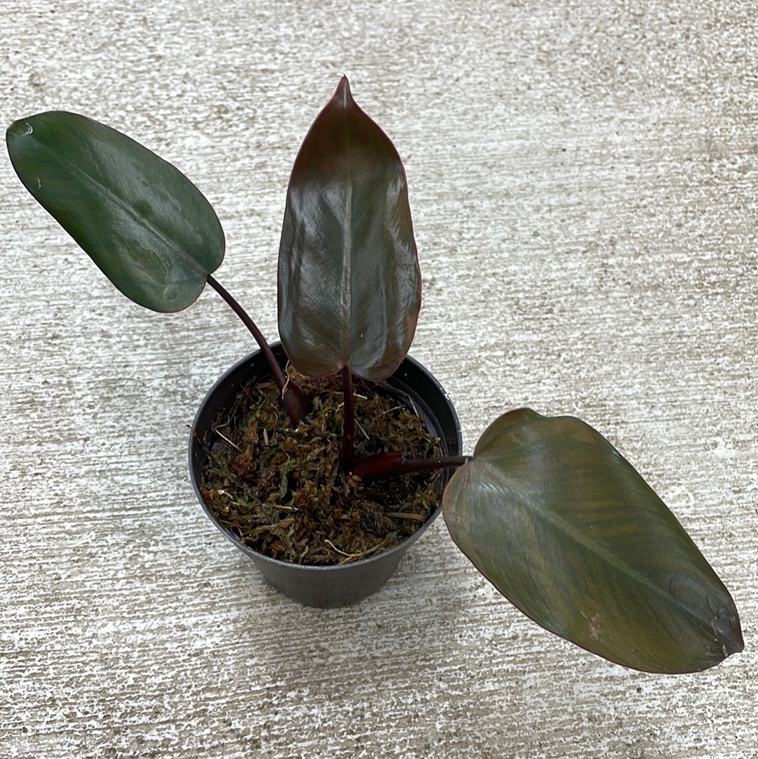 dark.lord philodendron Philodendron Dark Lord Cup 4" – Kent East Hill Nursery