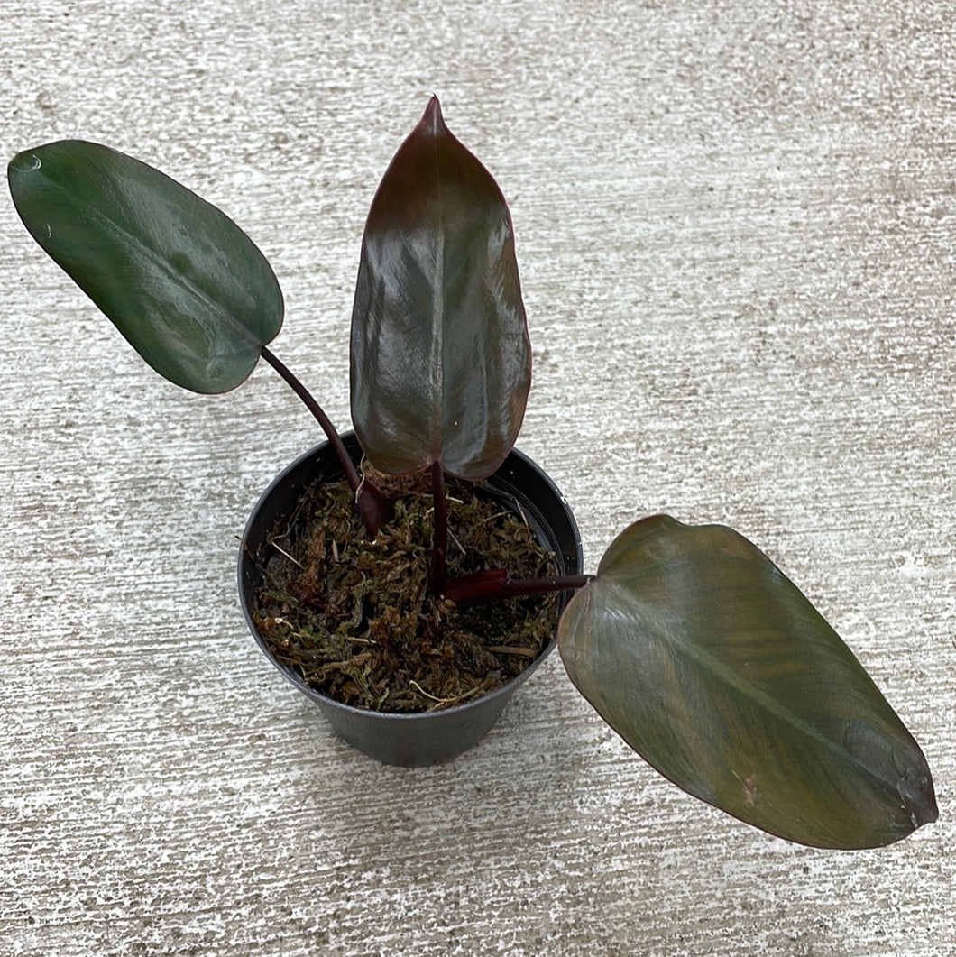 philodendron dark lord Philodendron Dark Lord Cup 4" – Kent East Hill Nursery