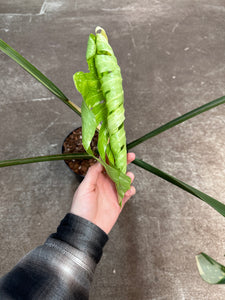 Monstera Thai Constellation Extra Large 8" - Plant "C"
