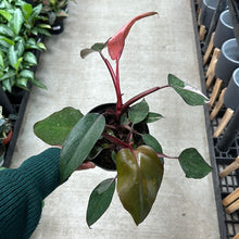 Load image into Gallery viewer, Philodendron Pink Princess 6&quot;