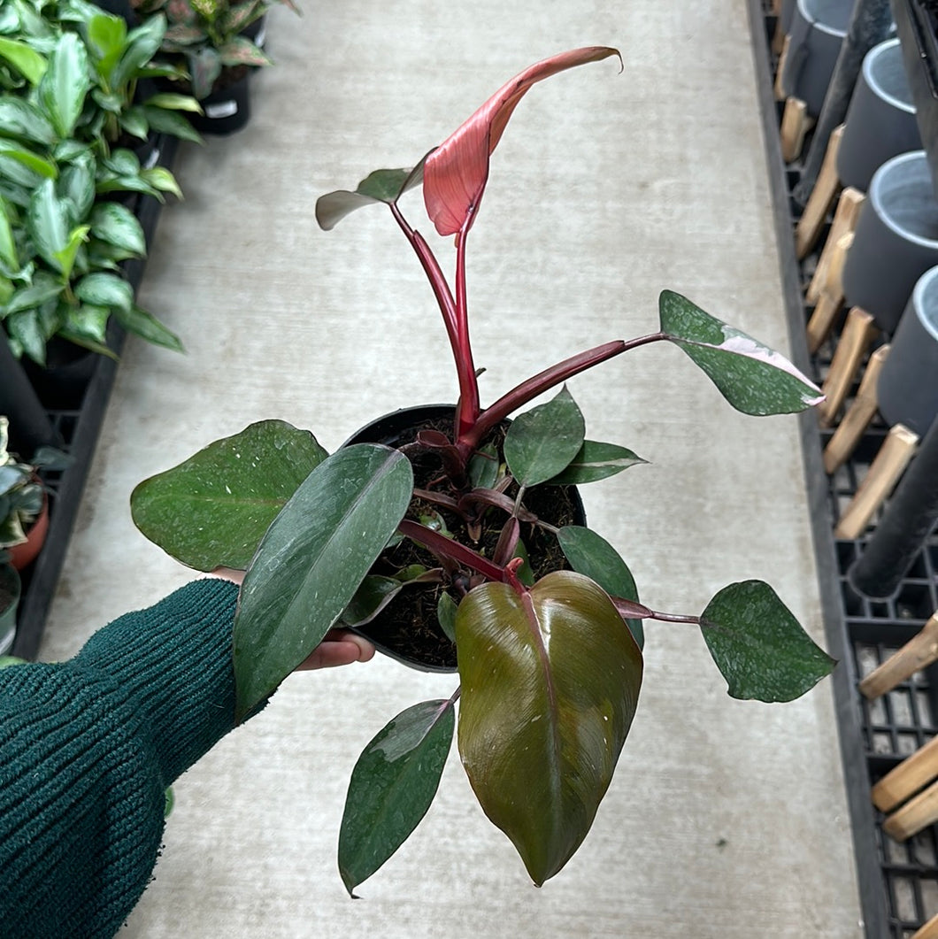 Philodendron Pink Princess 6