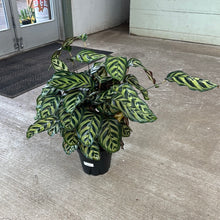 Load image into Gallery viewer, Calathea Makoyana 8&quot;