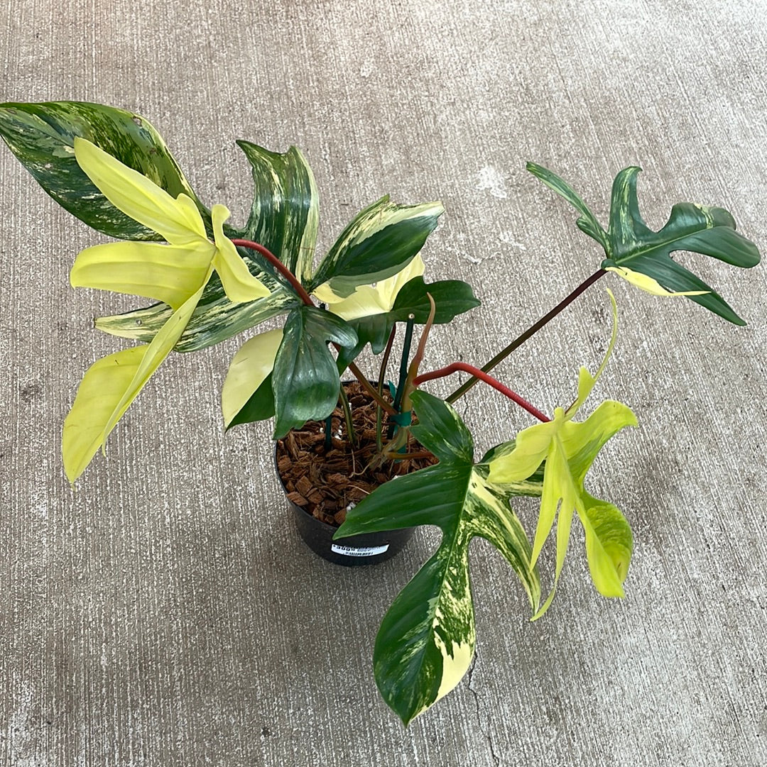philodendron florida for sale Philodendron Florida Beauty 6"