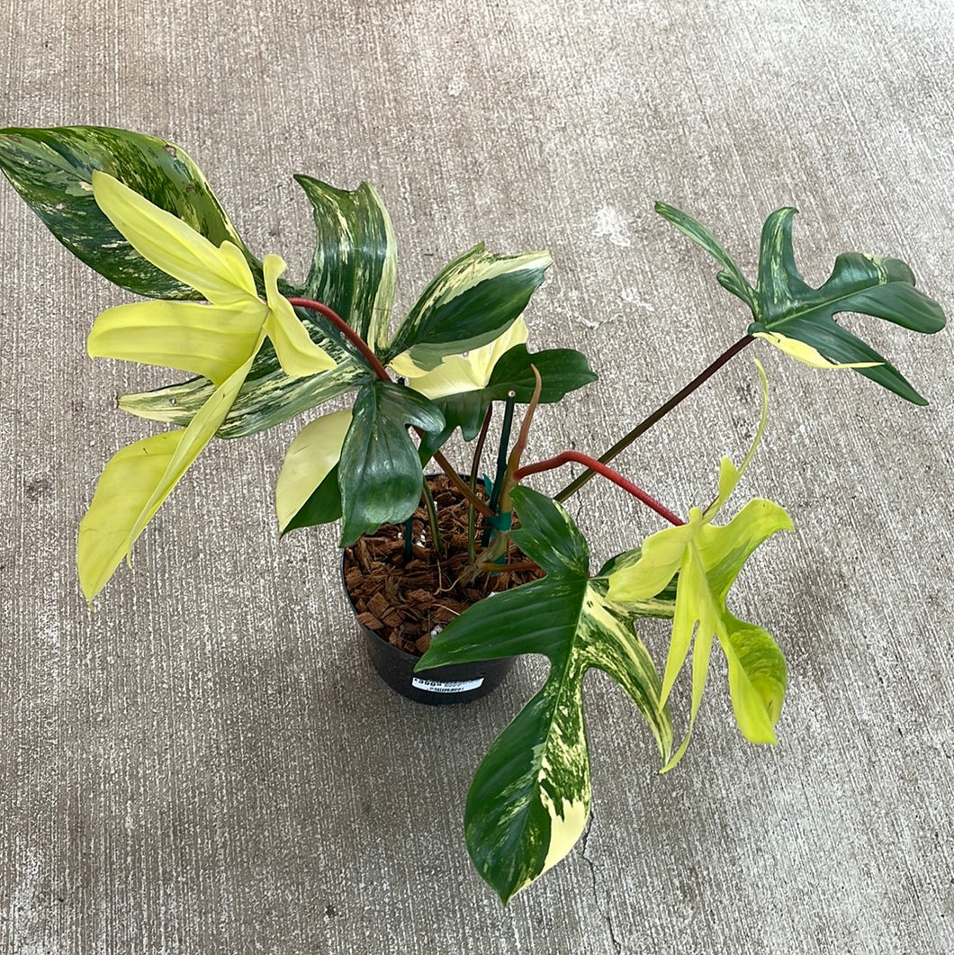 philodendron florida beauty uk Philodendron Florida Beauty 6" – Kent East Hill Nursery