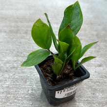 Load image into Gallery viewer, ZZ Plant - Zamioculcas zamiifolia 3&quot;