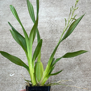 Mtdm. Pacific Paragon