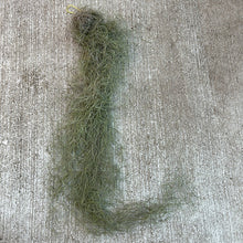 Load image into Gallery viewer, Usneoides Small - Living Spanish Moss