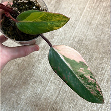 Load image into Gallery viewer, Philodendron &#39;Strawberry Shake&#39; Cup