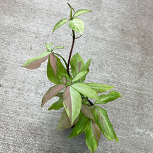 Load image into Gallery viewer, Syngonium Strawberry Milk 4&quot;