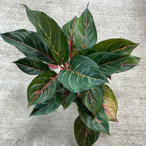 Aglaonema cv 'Red Emerald' 6"