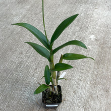 Load image into Gallery viewer, Dendrobium &#39;Jaq-Hawaii Uniwai Mist&#39;