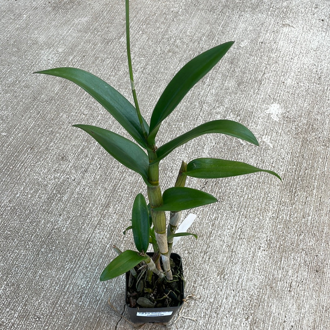 Dendrobium 'Jaq-Hawaii Uniwai Mist'