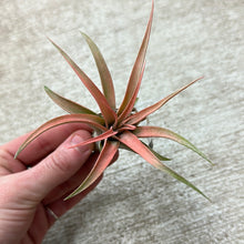 Load image into Gallery viewer, Capitata Peach 2-3&quot;