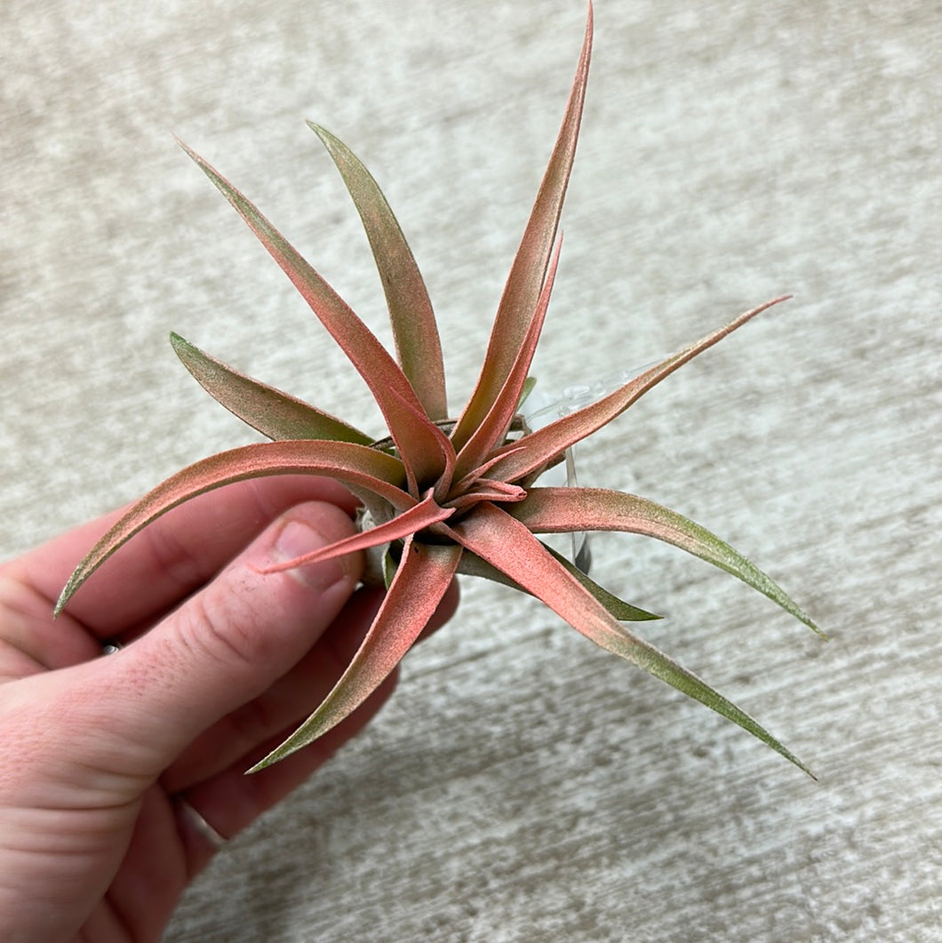 Capitata Peach 2-3