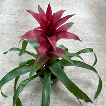 Load image into Gallery viewer, Bromeliad &#39;Assorted&#39; 6&quot;