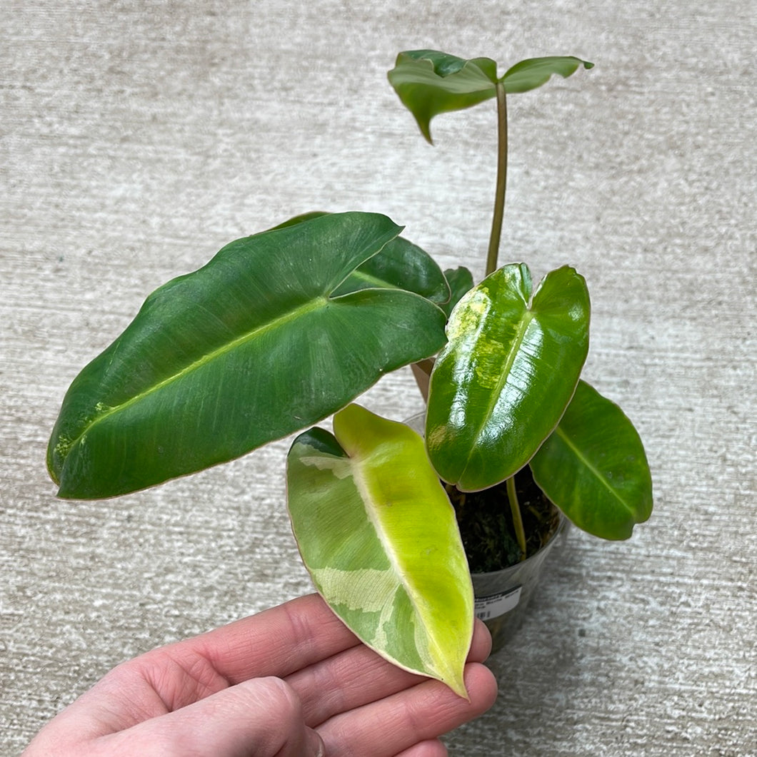 Philodendron Burle Marx Variegata Cup