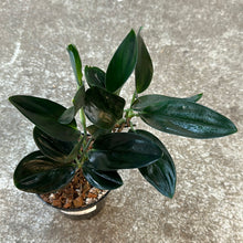Load image into Gallery viewer, Scindapsus Treubii Dark Form 5&quot;