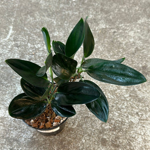 Scindapsus Treubii Dark Form 5"