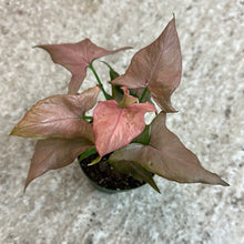 Load image into Gallery viewer, Syngonium Strawberry Shake 4&quot;