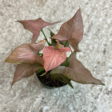 Syngonium Strawberry Shake 4"