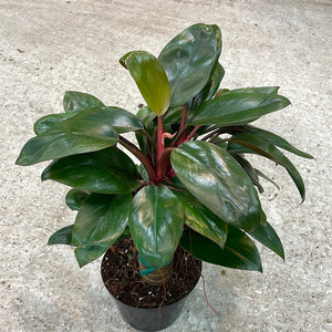 Philodendron 'Red Congo' Dwarf 6"