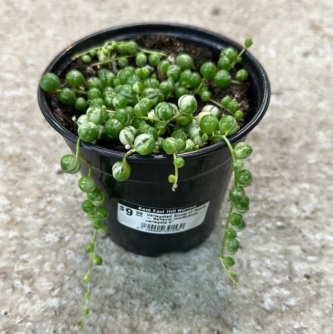 Variegated String of Pearls - Senecio rowleyanus variegata 4"