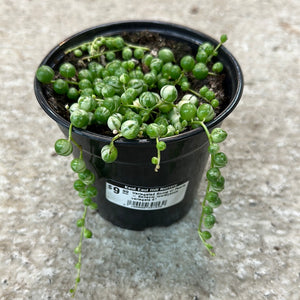 Variegated String of Pearls - Senecio rowleyanus variegata 4"