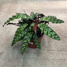Load image into Gallery viewer, Calathea lancifolia 8&quot; - Rattlesnake Calathea