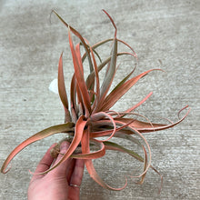 Load image into Gallery viewer, Capitata Peach 5-7&quot;