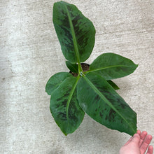 Load image into Gallery viewer, Banana &#39;Cavendish Dwarf&#39; 6&quot;