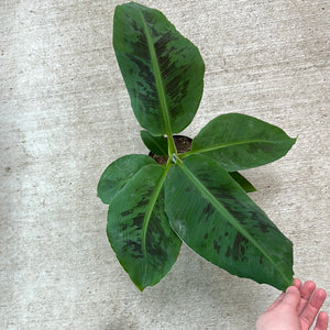 Banana 'Cavendish Dwarf' 6"