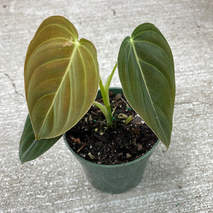 gold black philodendron for sale Philodendron Melanochrysum 4"