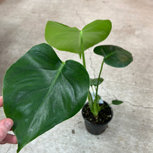 Load image into Gallery viewer, Monstera Deliciosa 4&quot; - Split Leaf Philodendron