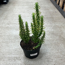 Load image into Gallery viewer, Assorted Cactaceae 6&quot; - Cacti