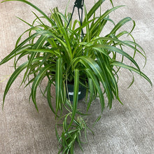Load image into Gallery viewer, Chlorophytum sp. 8&quot; - Spider Plant Reverse Variegated Basket