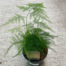 Load image into Gallery viewer, Asparagus setaceus 4&quot; - Plumosa Fern
