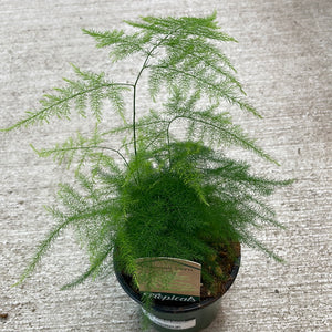 Asparagus setaceus 4" - Plumosa Fern