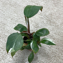 Load image into Gallery viewer, Philodendron &#39;White Knight&#39;  2&quot;