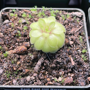 Pinguicula emarginata x gypsicola