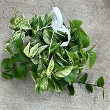 Load image into Gallery viewer, Epipremnum &#39;Marble Queen&#39; 8&quot;  HB - Marble Queen Pothos