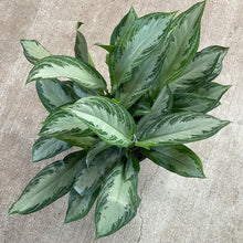 Load image into Gallery viewer, Aglaonema c. &#39;Silver Bay&#39; 10&quot;