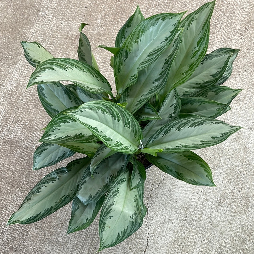 aglaonema bai kaw Aglaonema c. 'Silver Bay' 10"
