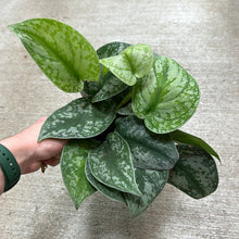 Load image into Gallery viewer, Scindapsus &#39;Silver Satin&#39; 6&quot; - Silver Satin Pothos