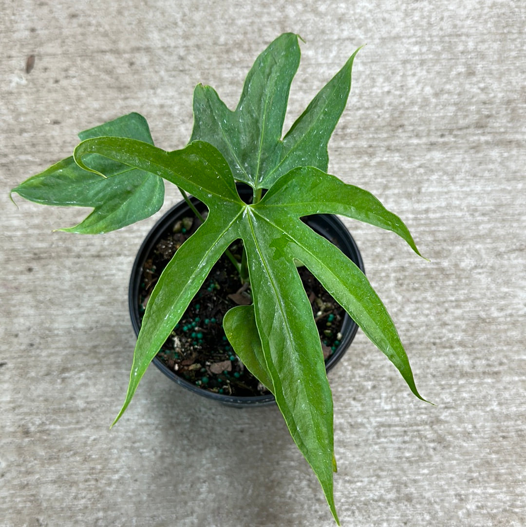 anthurium pedatoradiatum flower Anthurium pedatoradiatum 6"