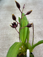 Load image into Gallery viewer, Oncidium Wildcat &#39;Golden Red Stars&#39;