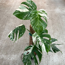 Load image into Gallery viewer, Monstera Albo 6&quot; - Plant C