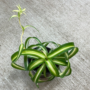 Chlorophytum c. 'Bonnie' 4" - Curly Spider Plant