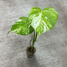 Load image into Gallery viewer, Monstera Albo Cup G