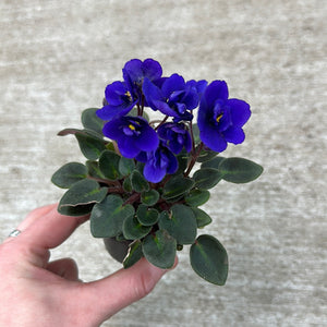 Saintapaulia ionantha 2" - African Violet
